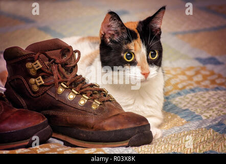 Citrouille, un an chaton calico, repose sur un lit avec Timberland bottes de randonnée, le 29 avril 2017, dans la région de Coden, Alabama. Banque D'Images