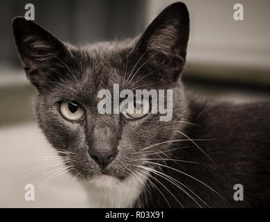 Sissy, un intérieur gris, chat à poil court, bénéficie d'une après-midi à l'extérieur sur la véranda.