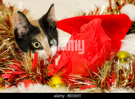 Citrouille, un trois mois chat calico, joue avec guirlande de noël, 26 Décembre, 2014, dans Coden, Alabama. Banque D'Images