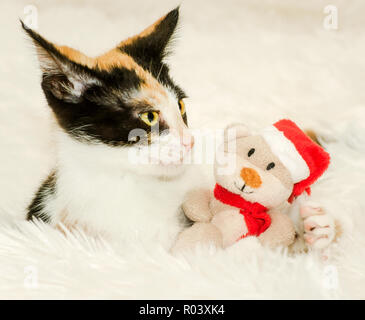 Citrouille, un trois mois chat calico, joue avec un jouet de Noël, 26 Décembre, 2014, dans Coden, Alabama. Banque D'Images