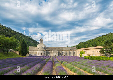 Abbaye de Sénanque et champs de lavande près de Gordes, Vaucluse, Provence, France Banque D'Images