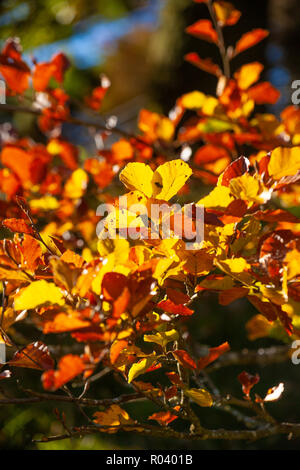 Feuilles de hêtre en contre-jour sur une journée ensoleillée. Banque D'Images