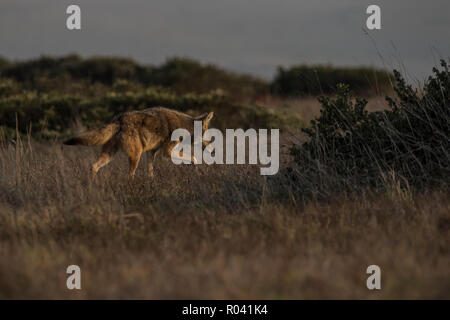 Un coyote (Canis latrans) en se promenant dans une prairie en Pt Reyes national seashore minutes avant le crépuscule. Banque D'Images