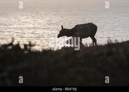 Le wapiti de Tule (Cervus canadensis nannodes) une sous-espèce endémique de Californie ont disparu presque une fois, aujourd'hui, ils peuvent facilement être vu à Pt. Reyes, CA. Banque D'Images