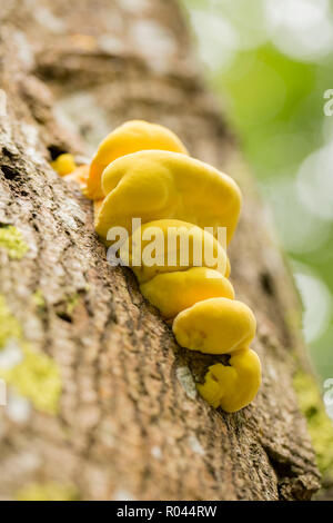 Les bois de poulet, champignons, parfois appelé sulphureus : polypore soufre, poussant sur un arbre mort dans les bois dans la nouvelle forêt. Hampshire Banque D'Images