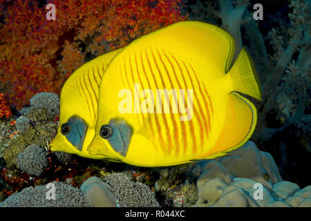 (Chaetodon semilarvatus papillons masqués), Brother islands, Egypte Banque D'Images