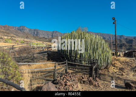Gran Canaria big cactus, Espagne Banque D'Images