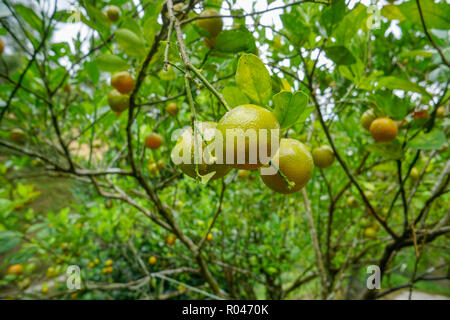 De nombreux fruits citron citron vert tilleul à suspendre Banque D'Images