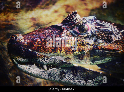 Caiman Caiman Latirostris Broad-Snouted - Banque D'Images