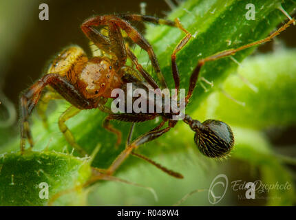 Synema Globosum Vs Fourmi Aphaenogaster Banque D'Images