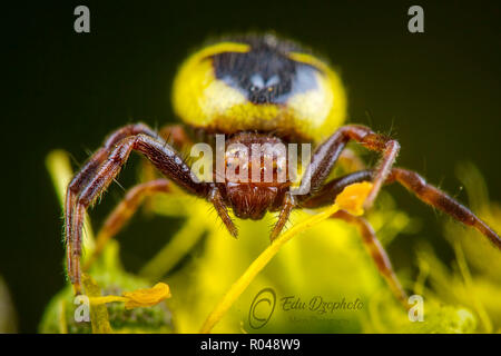 Synema Globosum Banque D'Images