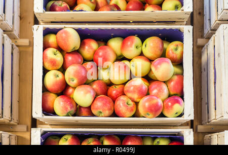 Les pommes fraîches 'Kanzi' variété dans une caisse en bois cultivés dans le pays d'apple le Tyrol du Sud, Italie du nord. Convient pour apple strudel aux pommes, jus, purée, Banque D'Images