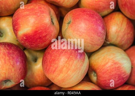 Gros plan des pommes. Les pommes fraîches'Fuji' variété cultivée dans les pays d'apple le Tyrol du Sud, Italie du nord. Convient pour Apple de gâteaux. Banque D'Images