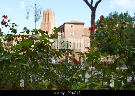 Vue sur la Via dei Fori Imperiali est la rue touristique principale de Rome, grâce à la floraison des rosiers sauvages, le 7 octobre 2018 Banque D'Images