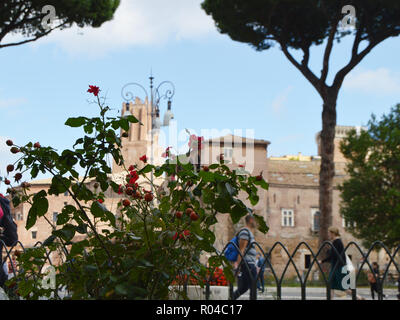 Vue sur la Via dei Fori Imperiali est la rue touristique principale de Rome, grâce à la floraison des rosiers sauvages, le 7 octobre 2018 Banque D'Images