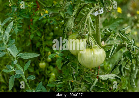 Le mûrissement des tomates heirloom vert sur la vigne. Banque D'Images