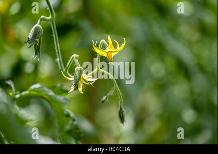 Vue rapprochée d'une fleur de tomate foisonnent dans un jardin de tomates. Banque D'Images