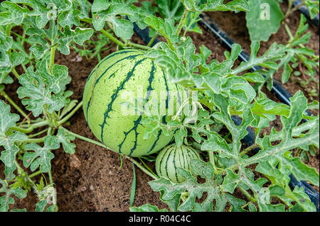 Melon frais attendent d'être cueillies dans un champ. Banque D'Images