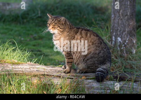 Scottish wildcat (Felis silvestris grampia en captivité) Banque D'Images