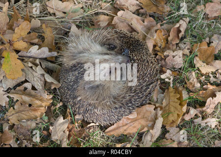 Hérisson européen (Erinaceus europaeus) recroquevillée sur son dos entre les feuilles de chêne. Humour Animaux Banque D'Images