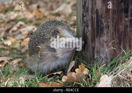 Hérisson européen (Erinaceus europaeus) Banque D'Images