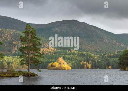 Loch an Eilein, Rothiemurchus dans le parc national de Cairngorm dans les Highlands écossais. Prise à l'automne lorsque l'arbre couleurs sont en transition Banque D'Images