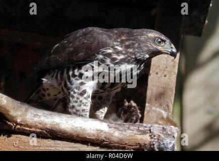 L'Autour des palombes (Accipiter femelle generalis) Banque D'Images