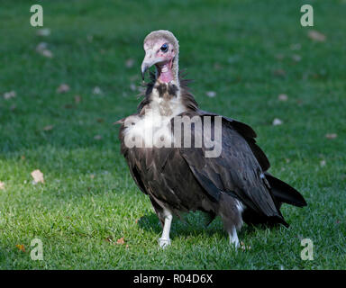 Vautour à capuchon de l'Afrique (necrosyrtes monachus) Banque D'Images