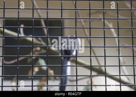 Cage à oiseaux sur thr au zoo Banque D'Images