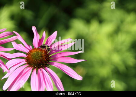 Fleurs Magenta côté gauche avec bee au milieu contre un arrière-plan forêt floue Banque D'Images