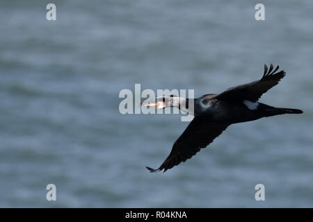 Un grand cormoran (Phalacrocorax carbo) en vol, de glisser sur une colonie de reproduction sur les falaises de la Little Orme, Llandudno, au nord du Pays de Galles. Banque D'Images