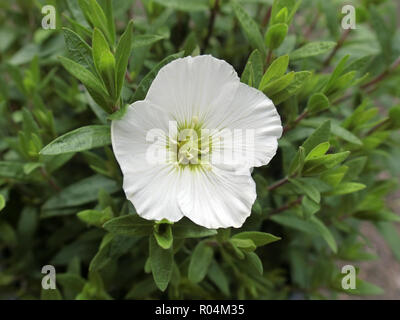 Arenaria montana ( Mountain Sandwort Daisy ou la montagne ) en fleur Banque D'Images