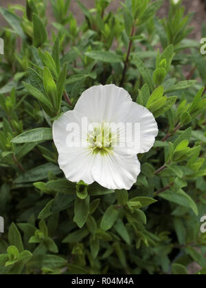 Arenaria montana ( Mountain Sandwort Daisy ou la montagne ) en fleur Banque D'Images