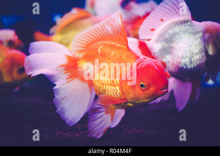 Poissons rouges dans un cabinet de verre, l'un des plus populaires est animal poisson rouge. Banque D'Images