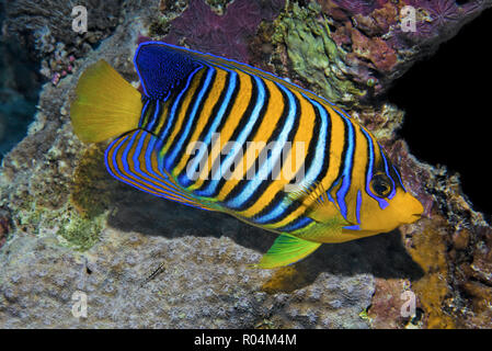 (Pfauenkaiserfisch Pygoplites diacanthus), Ari Atoll, Kuba | Royal angelfish (Pygoplites diacanthus), Ari Atoll, Maldives Banque D'Images