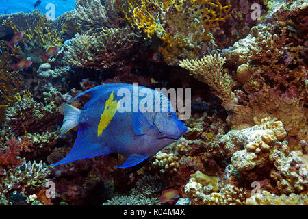 Kaiserfisch Arabischer (Pomacanthus maculosus), Marsa Alam, Egypte | Yellowbar Angelfish Pomacanthus maculosus (), Marsa Alam, Egypte Banque D'Images