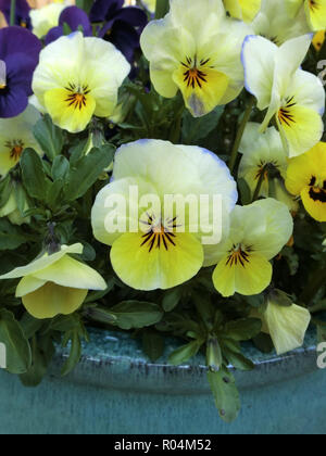 Sorbet Viola Cornuta Swirl aux bleuets et au citron en fleurs en novembre UK Banque D'Images