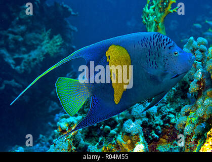 Kaiserfisch Arabischer (Pomacanthus maculosus), Marsa Alam, Egypte | Yellowbar Angelfish Pomacanthus maculosus (), Marsa Alam, Egypte Banque D'Images