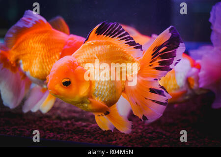 Poissons rouges dans un cabinet de verre, l'un des plus populaires est animal poisson rouge. Banque D'Images