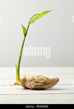 Sécher le gingembre (Zingiber officinale) racine avec green sprout, sur les tableaux blancs et d'arrière-plan. Banque D'Images