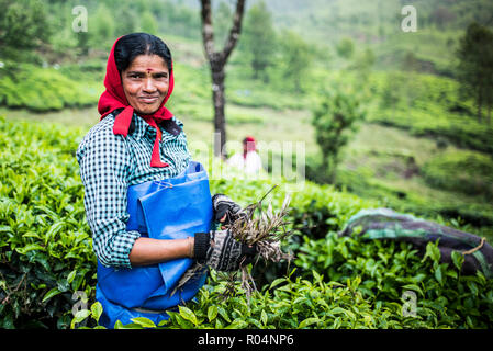 Les cueilleurs de thé sur une plantation de thé dans les plantations près de Munnar dans les montagnes des Ghâts occidentaux, Kerala, Inde, Asie Banque D'Images