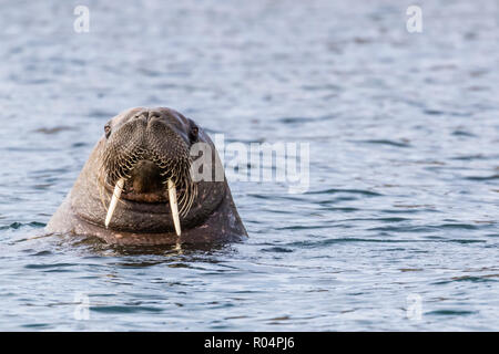 Homme morse (Odobenus rosmarus rosmarus), chef détail à Russebuhkta, Edgeoya, Svalbard, Norvège, Europe, de l'Arctique Banque D'Images