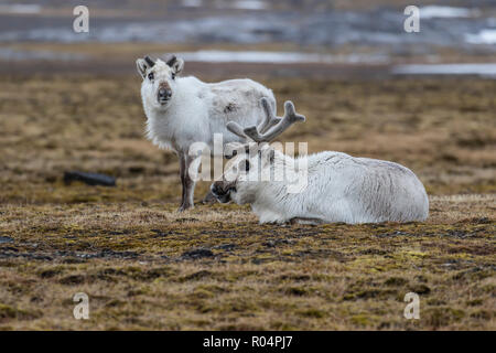 Renne du Svalbard (Rangifer tarandus) au pâturage, Russebuhkta Edgeoya, archipel du Svalbard, Norvège, Europe, de l'Arctique Banque D'Images