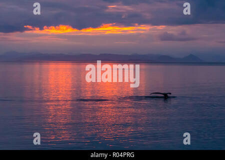 Baleine à bosse (Megaptera novaeangliae), jusqu'à la nageoire caudale au coucher du soleil, plongée dans son, Frederick sud-est de l'Alaska, États-Unis d'Amérique, Amérique du Nord Banque D'Images