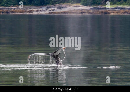 Baleine à bosse (Megaptera novaeangliae), de douves en plongée Frederick Sound, le sud-est de l'Alaska, États-Unis d'Amérique, Amérique du Nord Banque D'Images