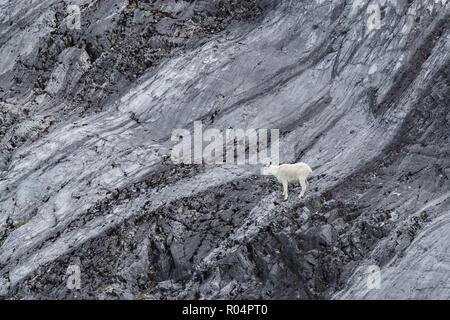 Un adulte la chèvre de montagne (Oreamnos americanus), à bouton sombre à Glacier Bay National Park, au sud-est de l'Alaska, États-Unis d'Amérique, Amérique du Nord Banque D'Images