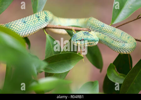 L'Asie tropicale pit viper Tropidolaemus Wagleri sauvage dans la jungle de Bornéo Banque D'Images