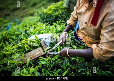 Les cueilleurs de thé sur une plantation de thé dans les plantations près de Munnar dans les montagnes des Ghâts occidentaux, Kerala, Inde, Asie Banque D'Images