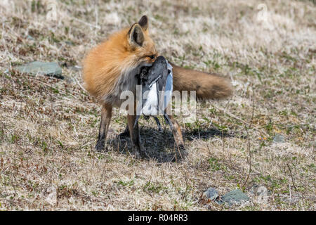 Red Fox femelle adulte avec petit pingouin dans ses mâchoires, Cap St Mary's, Terre-Neuve Banque D'Images