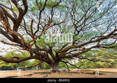 Grand et vieux Saman Albizia arbre dans la province de Kanchanaburi, Thaïlande Banque D'Images